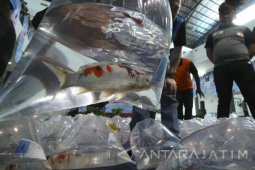 Kontes Ikan Koi
