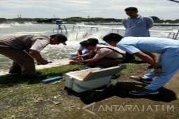 Dinas Perikanan Probolinggo Antisipasi Penyakit Udang Vannamei