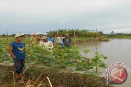 Dua Hektare Lahan Pertanian Manokwari Tergerus Banjir