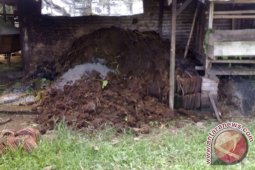 Pemkab Barito Kuala Kembangkan Biogas Kotoran Sapi