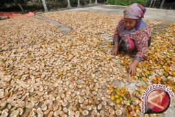 Kelompok Tani Jurung Kelola Pinang Jadi Minuman Sehat