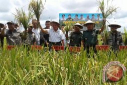 Produksi padi Kaltim naik 31,04 persen