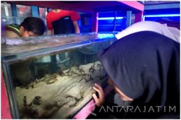 Melihat Ikan Hias