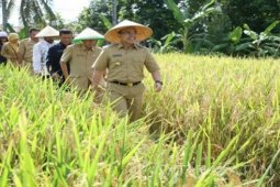 Banyuwangi Dorong Serapan Gabah Petani oleh Bulog