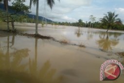 Puluhan Hektare Sawah Tapsel Tergenang  Air dan Lumpur