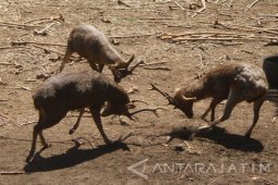 Musim Kawain Rusa