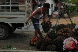 Mukomuko Mendata Penerima Program Peremajaan Sawit