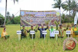 Harga Gabah Petani Di HSS Masih Normal