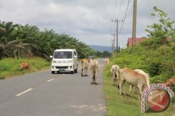 Perdes Penertiban Ternak