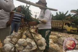 Harga Karet Turun