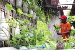 Belajar Bercocok Tanam Aquaponik