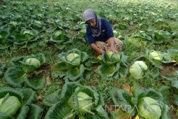 Kubis Terkendala Cuaca