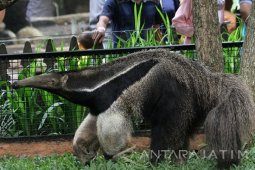 Kiriman  Pemakan Semut Raksasa