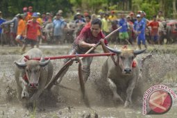 Barapan Kebo Sumbawa sangat diminati wisatawan mancanegara