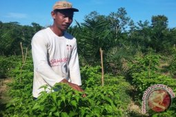 Tanah Bumbu Kembangkan Tanaman Cabai