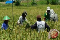 Petani Kotabaru Dan Bptph Gelar OPT Tikus