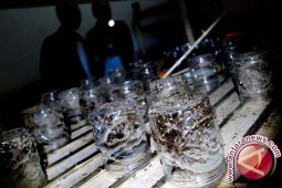 Pemburu "Kroto" Raup Untung Rp12 Juta