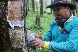 Optimalkan Produksi Getah Pinus