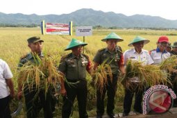 Mabes AD Panen Padi Di Bone Bolango