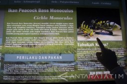 Renovasi Aquarium KBS