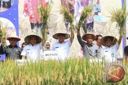 Lapsus - Bibit Padi Unggul Untuk Petani