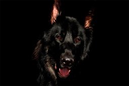 Satu Korban Meninggal Karena Virus Rabies