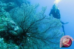 Presiden Jokowi Minta Potensi Wisata Wakatobi Dioptimalkan