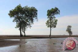 Sekda Minta Masyarakat Pesisir Tanam Kembali Mangrove