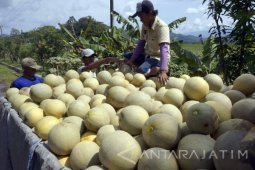 Harga Melon Turun