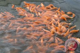 Rumah Makan di Pangkalpinang Kesulitan Pasokan Ikan Mas