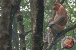 Populasi Bekantan Balikpapan Bertahan di Bawah Tekanan