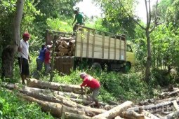 Polres Situbondo Gerebek Penimbunan Kayu Jati Diduga Ilegal (Video)