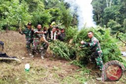 Kodim 0212/TS Temukan Ladang Ganja