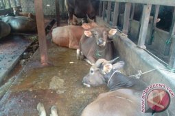 Jambi kekurangan 60.000 ekor hewan ternak