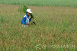 Stok Pangan Jatim