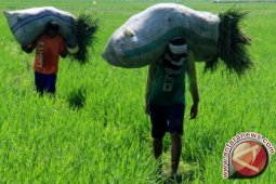 Bangka Barat Kembangkan Rumput Pakan Ternak