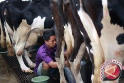 Susu Murni Produksi BBG Laris Manis Saat Liburan