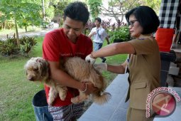 Pemkot Denpasar Siapkan 74.000 Vaksin Rabies