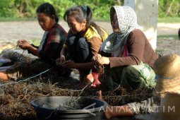 Kualitas Rumput Laut Terkendala Cuaca
