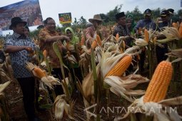 Menkop Dan UKM Panen Raya Jagung