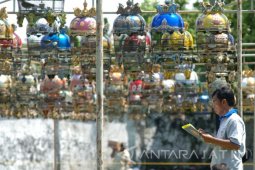 Lomba Burung Perkutut