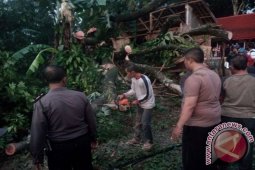 Tragis, Sedang Tidur Tewas Tertimpa Pohon
