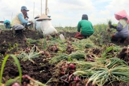 Petani Probolinggo Keluhkan Rendahnya Harga Bawang Merah