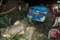 Giliran Di Bogor, Angkot Ringsek Tertimpa Pohon Tumbang