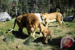 Singa Lahir di Chile Setelah Menjalani Vasektomi