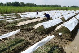 Petani Tuban Mulai Membuat Persemaian Tembakau