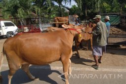 Harga Sapi Madura Rurun