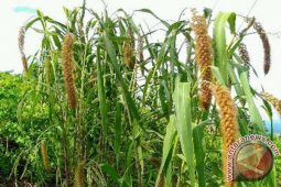 HSS Kembangkan Ikur-Ikur Sebagai Alternatif Pangan