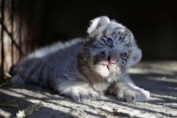 Dua bayi harimau putih di Pakistan kemungkinan mati karena COVID-19