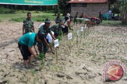 Koramil Lakukan Gerakan Tanam Padi Serentak